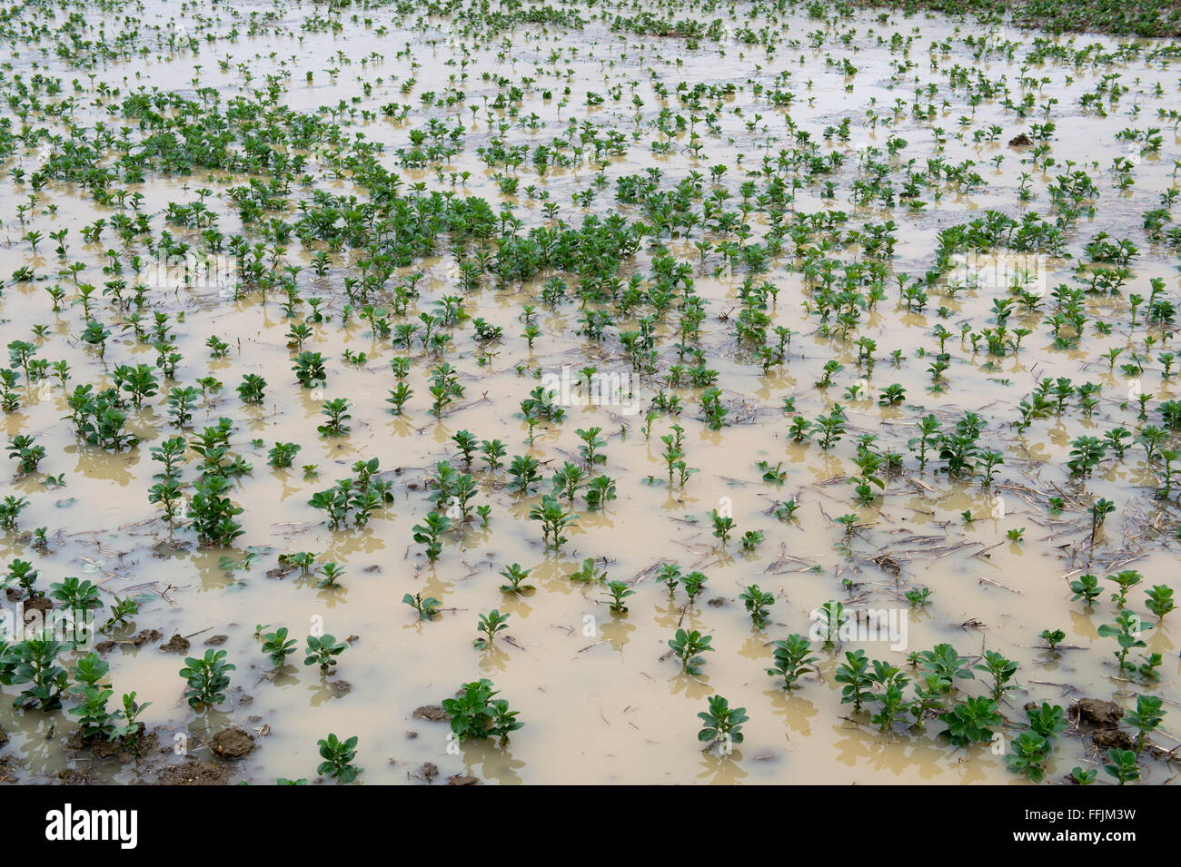 Flooded field of winter crops on a farm in the UK Stock Photo