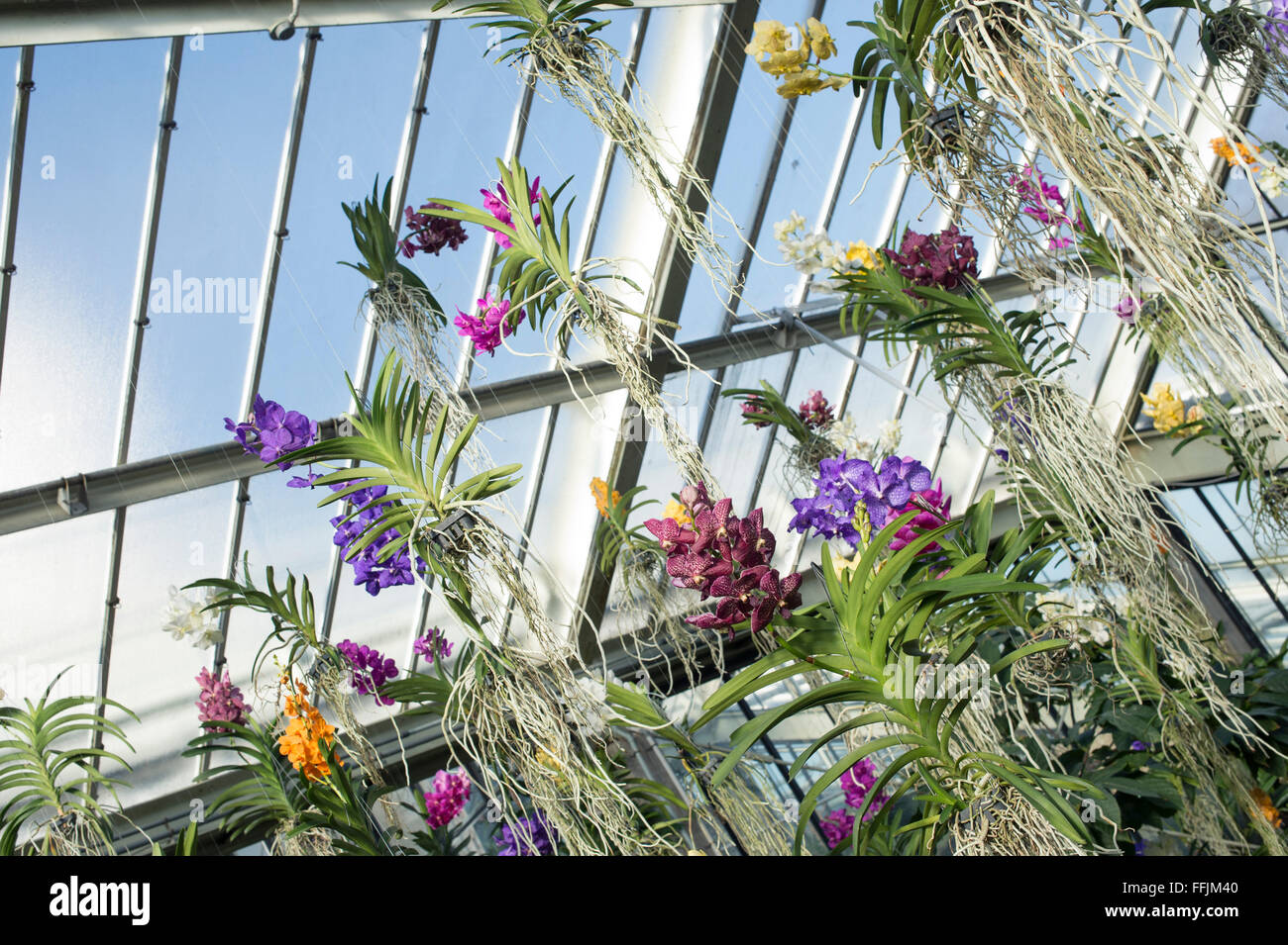 Hanging Vanda orchid display inside The Princes of Wales Conservatory at Kew botanical gardens. London, UK Stock Photo
