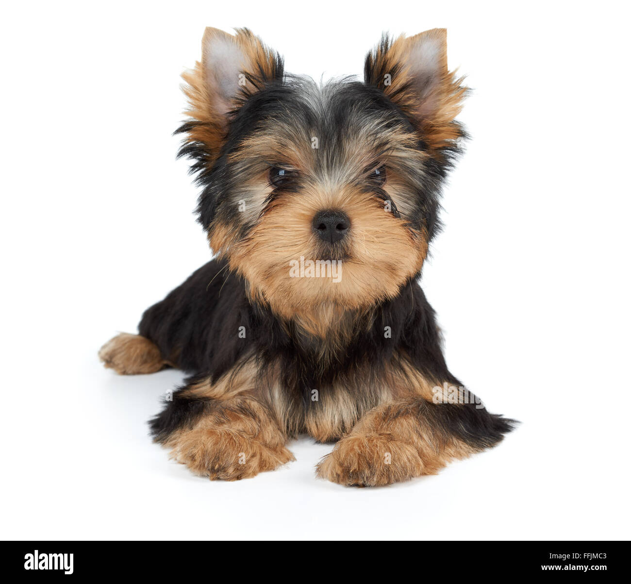 Yorkshire terrier toy hi-res stock photography and images - Alamy