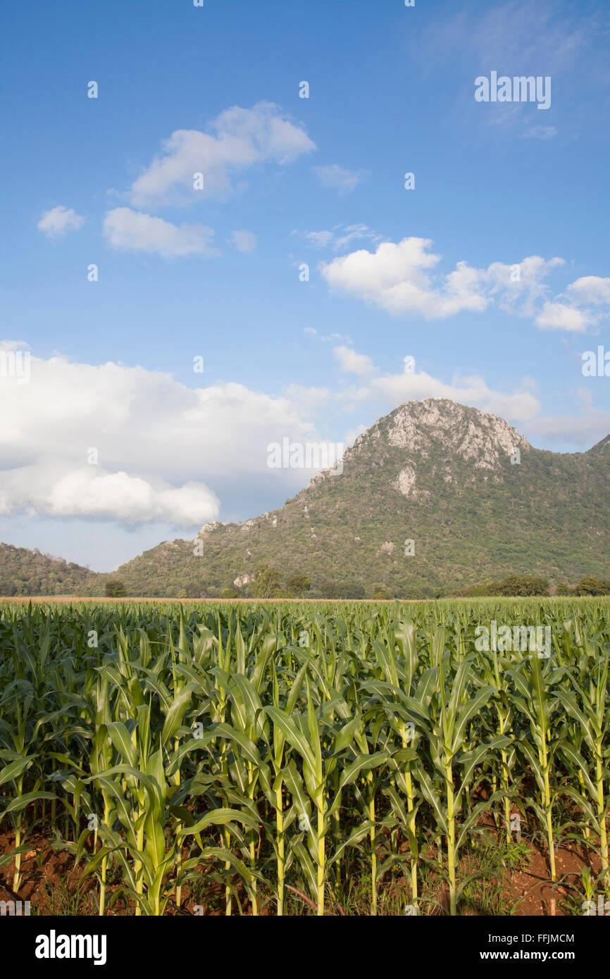 Green field with corn at sunrise Stock Photo