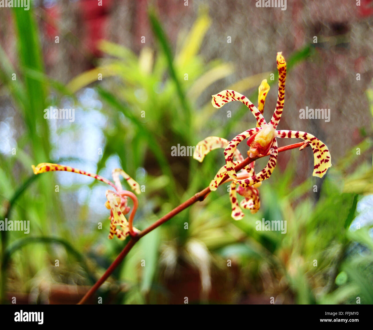 Branch of orange spotted Mokara orchid (Tiger Tail) in Royal Botanical Garden, Peradeniya, Kandy, Sri Lanka Stock Photo