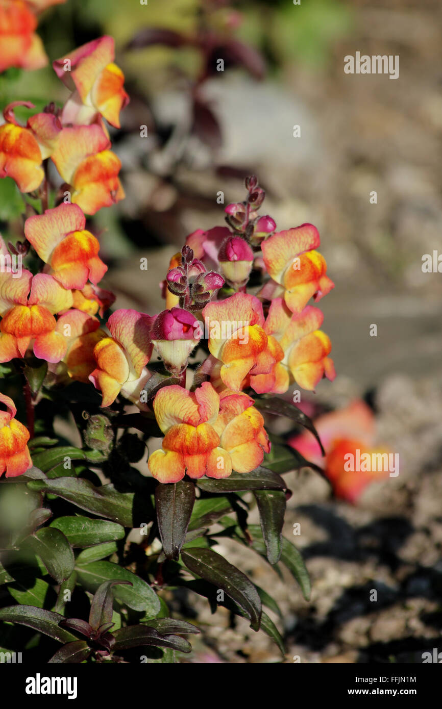 Orange and yellow flowers and pink buds on antirrhinum plant (Antirrhinum majus) in chalk soil bed Stock Photo