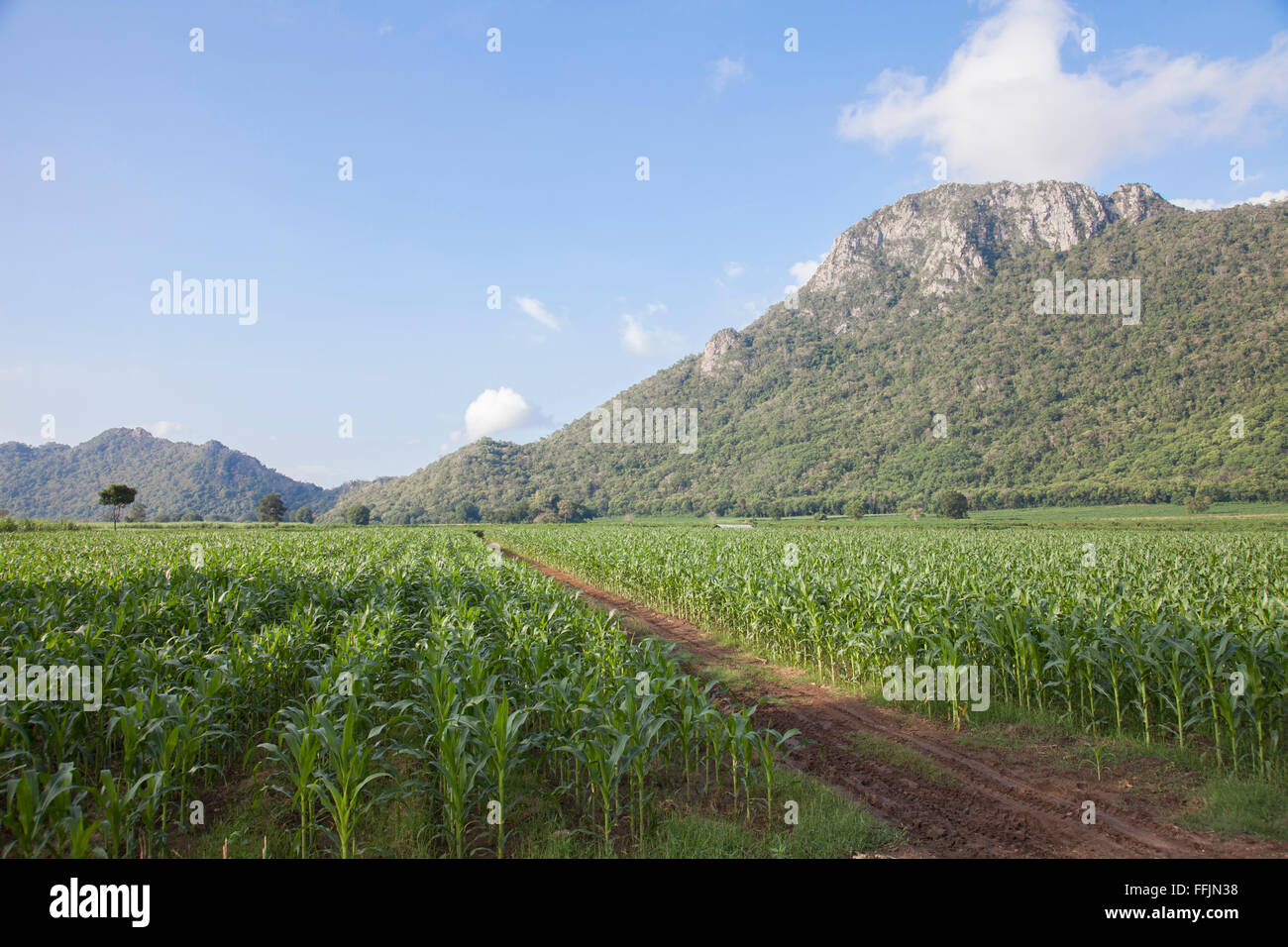 Beautiful green corn field hi-res stock photography and images - Alamy