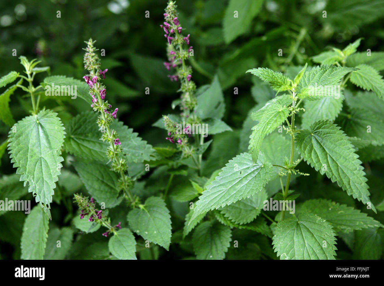 stinging nettles weeds in a hedgerow Stock Photo