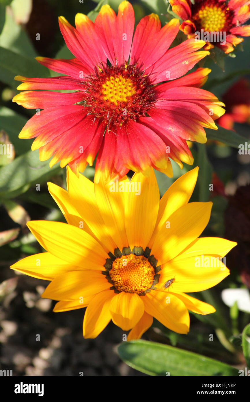 Close up of red gaillardia and yellow gazania flowers Stock Photo