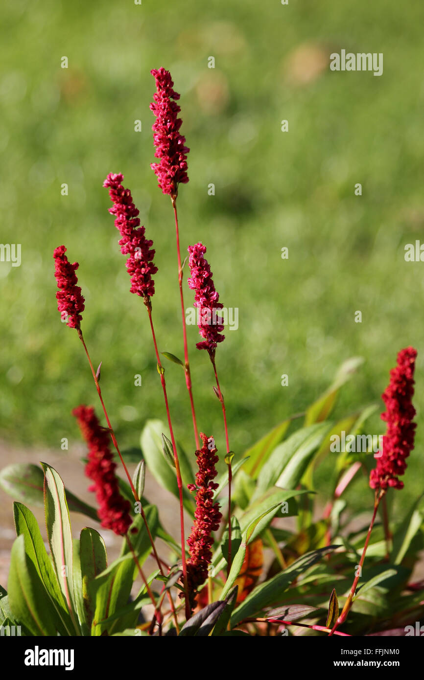 Persicaria plant (Persicaria amphibia) in flower, with blurred lawn in background Stock Photo