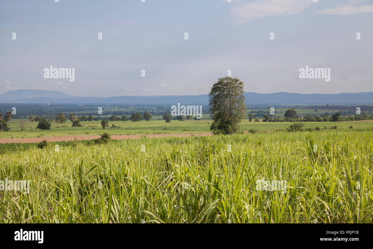 Green grass field at sunny day Stock Photo