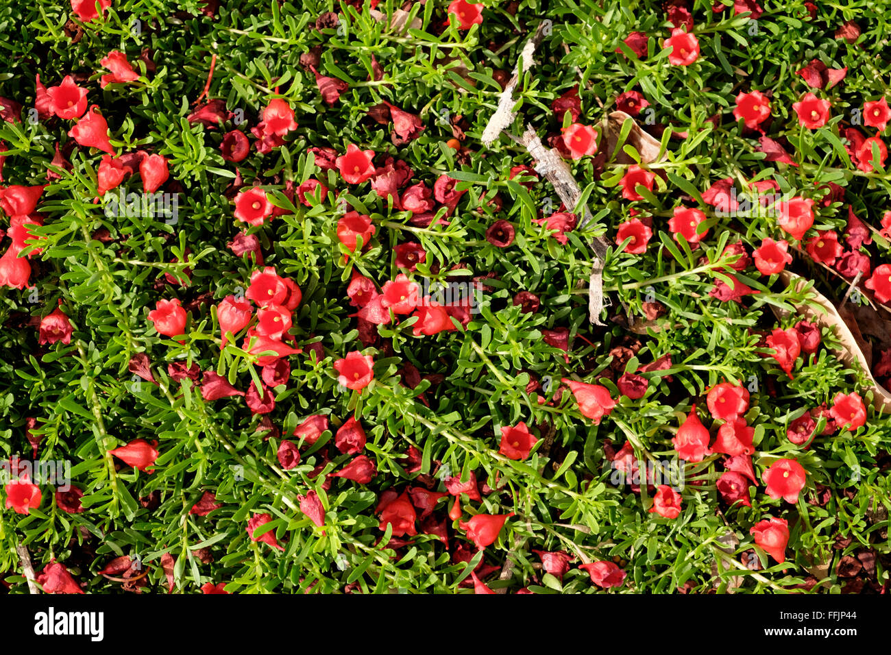 In Boonah, Queensland Stock Photo Alamy