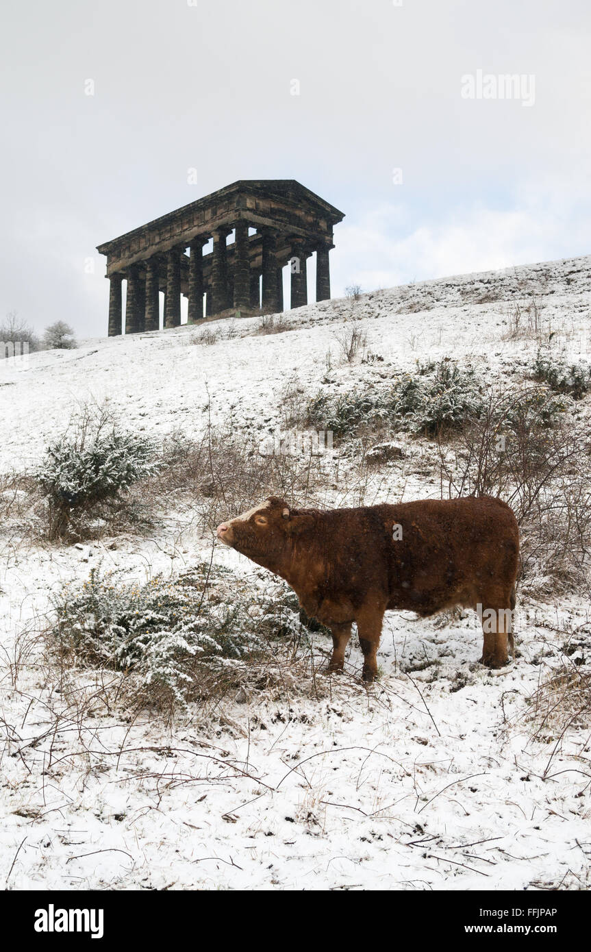 Sunderland, UK. 15th February, 2016. UK Weather: Snow falling in north east England, a cow stands in front of local landmark, Penshaw Monument Credit:  Washington Imaging/Alamy Live News Stock Photo
