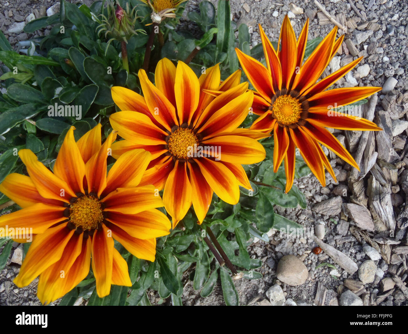 Three yellow and dark red gazania flowers at different stages of openness with rest of plant in background, on chalk soil Stock Photo
