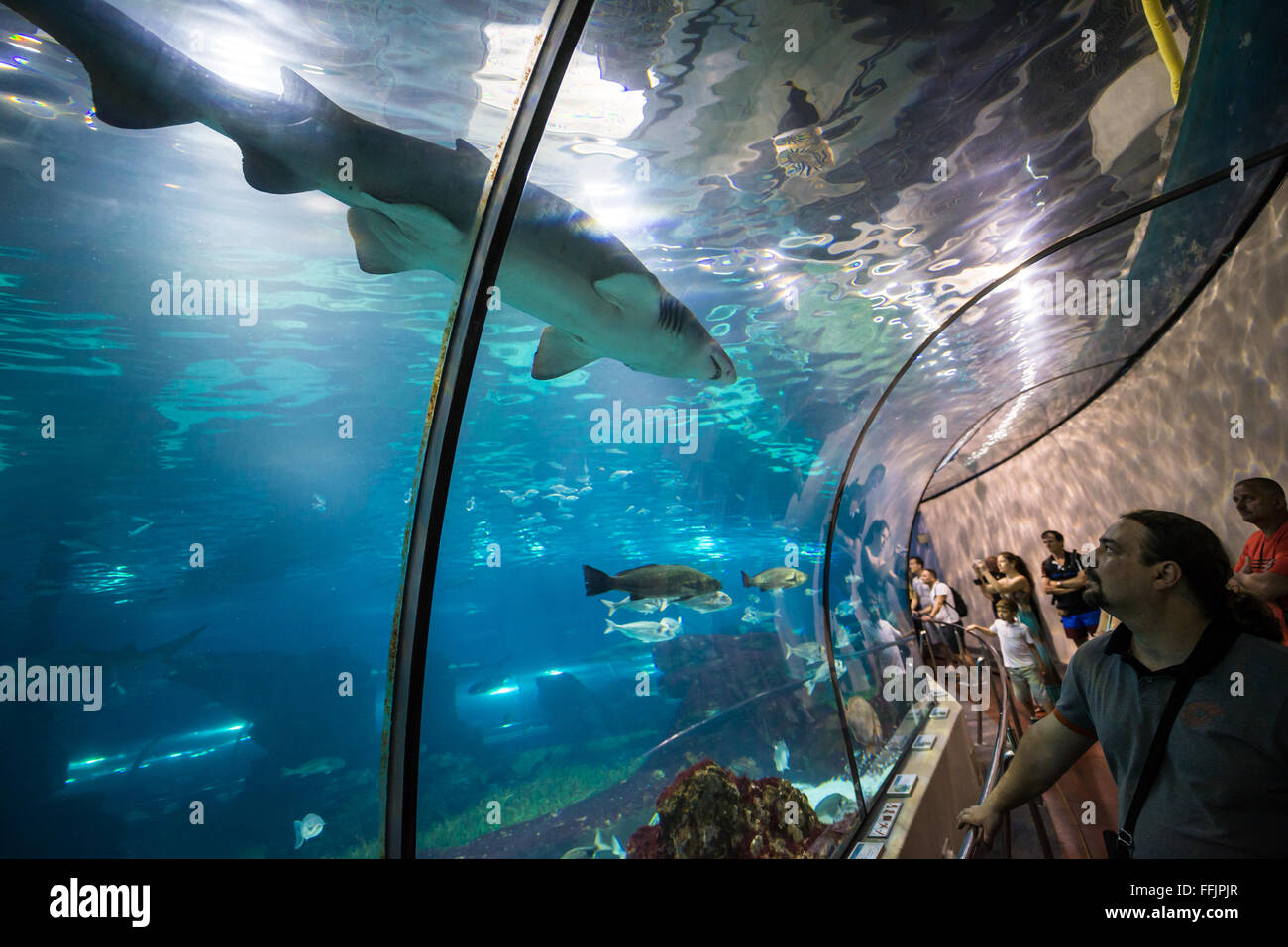 Sand tiger sharks seen from underwater tunnel in Barcelona Aquarium, Port Vell harbor in Barcelona, Spain Stock Photo