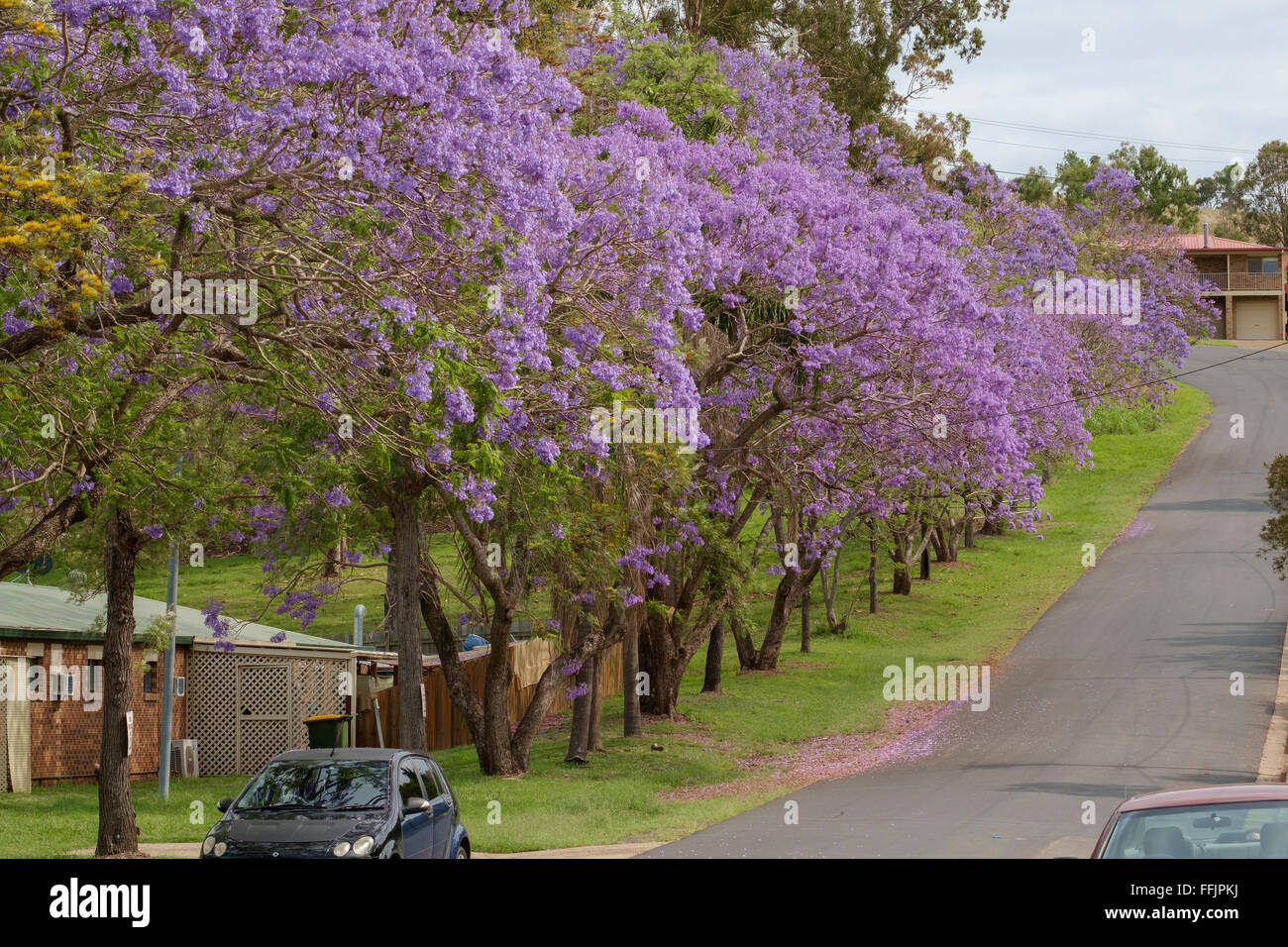 Jacarandas in bloom Boonah, Queensland Stock Photo Alamy