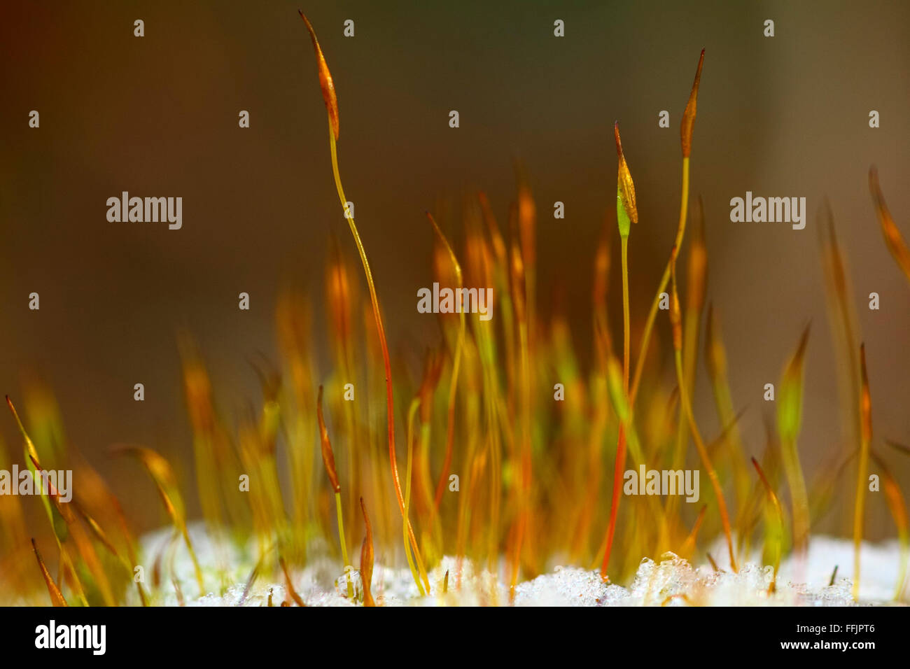 Leeds, UK. 15th February, 2016. UK Weather: After an overnight frost in Leeds, West Yorkshire the day began with bright sunshine. The delicate detail and colours of the moss contrasting with the bleakness of the frost. Taken on the 15th February 2016. Credit:  Andrew Gardner/Alamy Live News Stock Photo