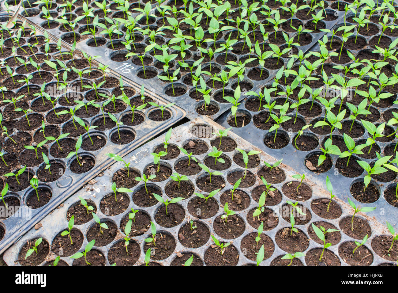 Pepper seedlings in pots Stock Photo