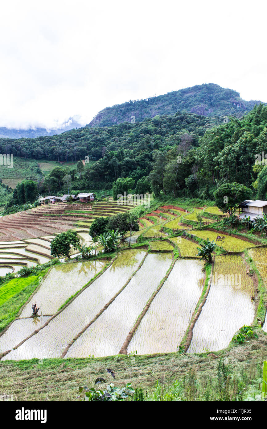 Rice field terraces in doi inthanon, Ban Pha Mon Chiangmai Thailand Stock Photo