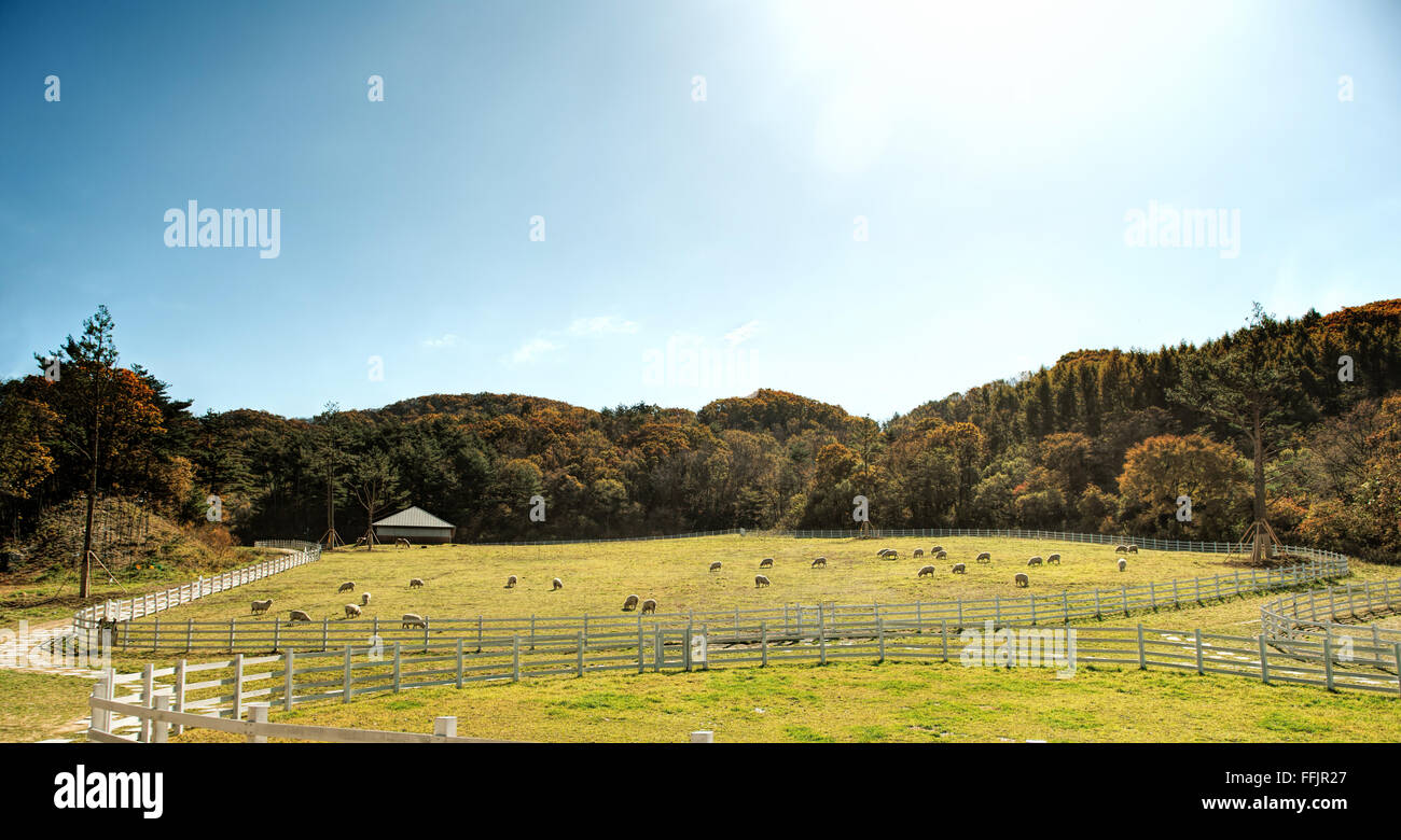 Sheep grazing under a blue autumn sky Stock Photo - Alamy