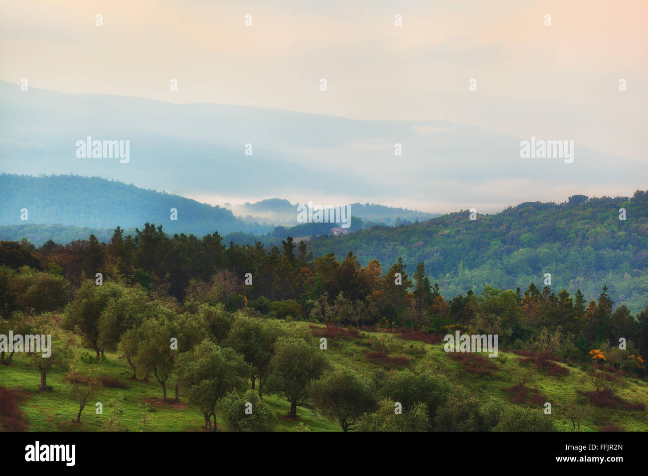 Early morning over an olive grove, Tuscany, Italy Stock Photo