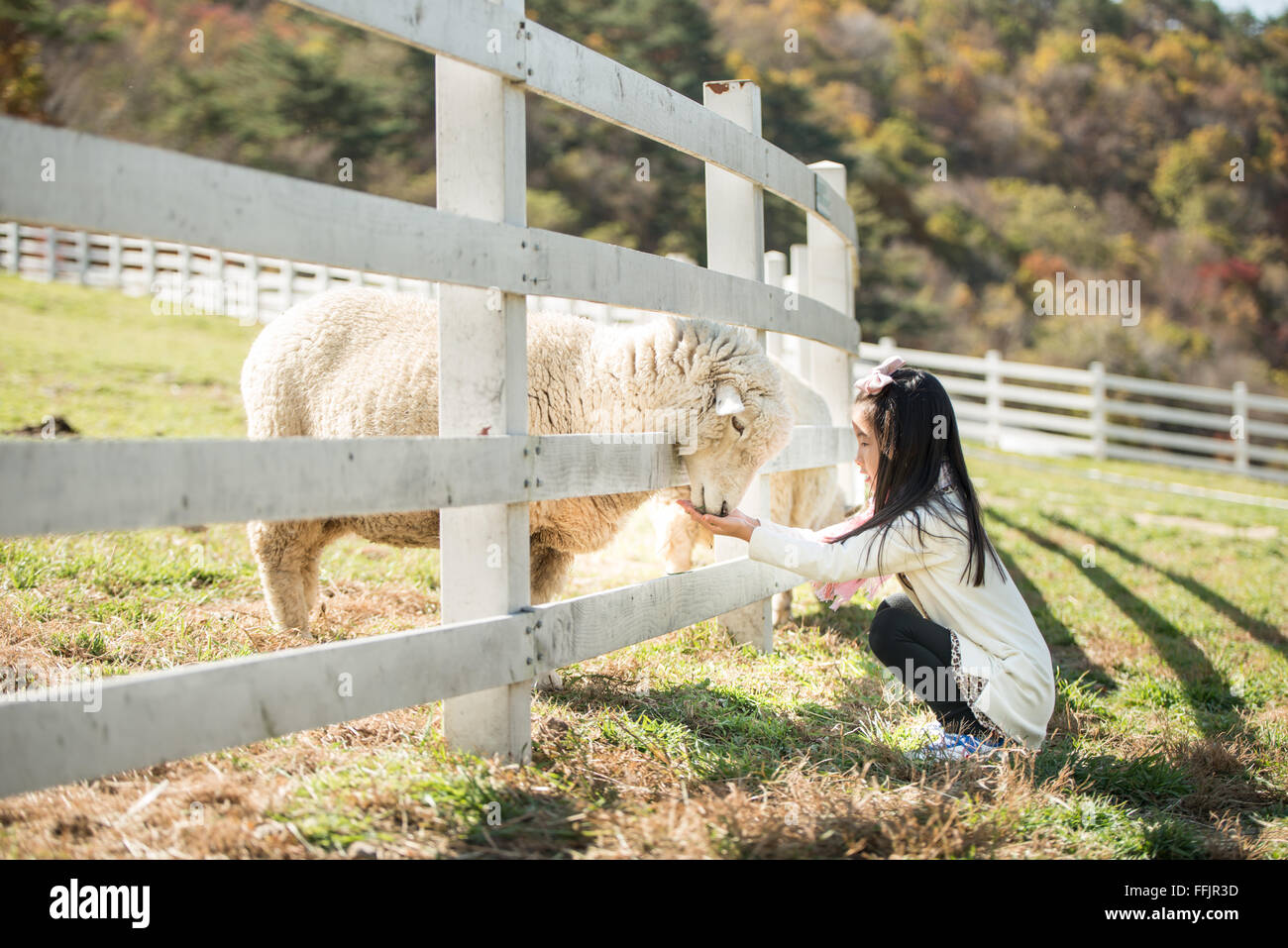 Happy girl feeding sheep ranch in South Korea Stock Photo - Alamy