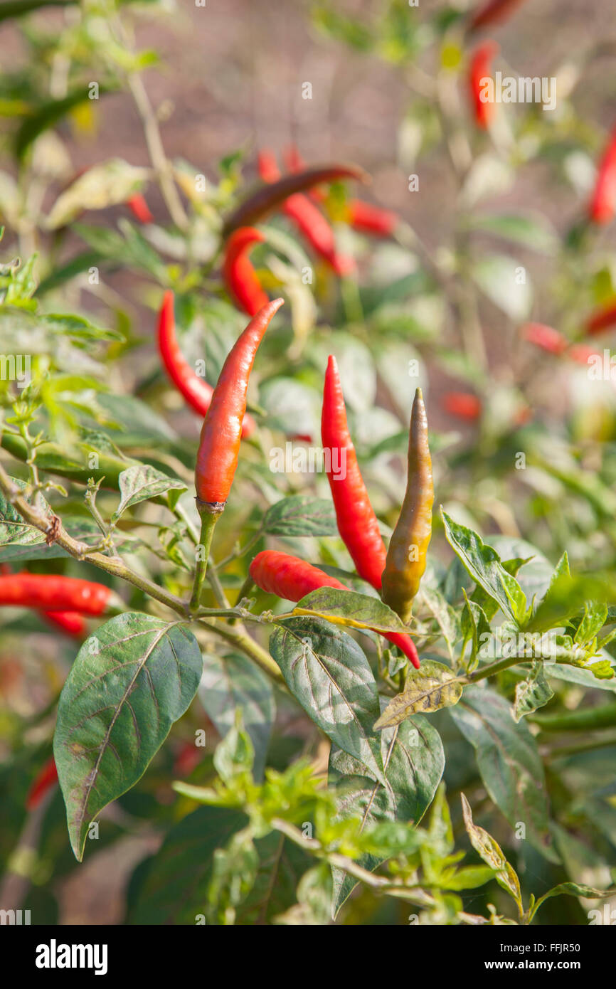 Red chili on tree in chili farm Stock Photo