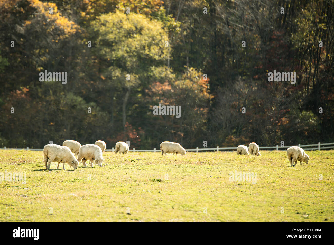 Sheep eating grass at the farm grass Stock Photo - Alamy