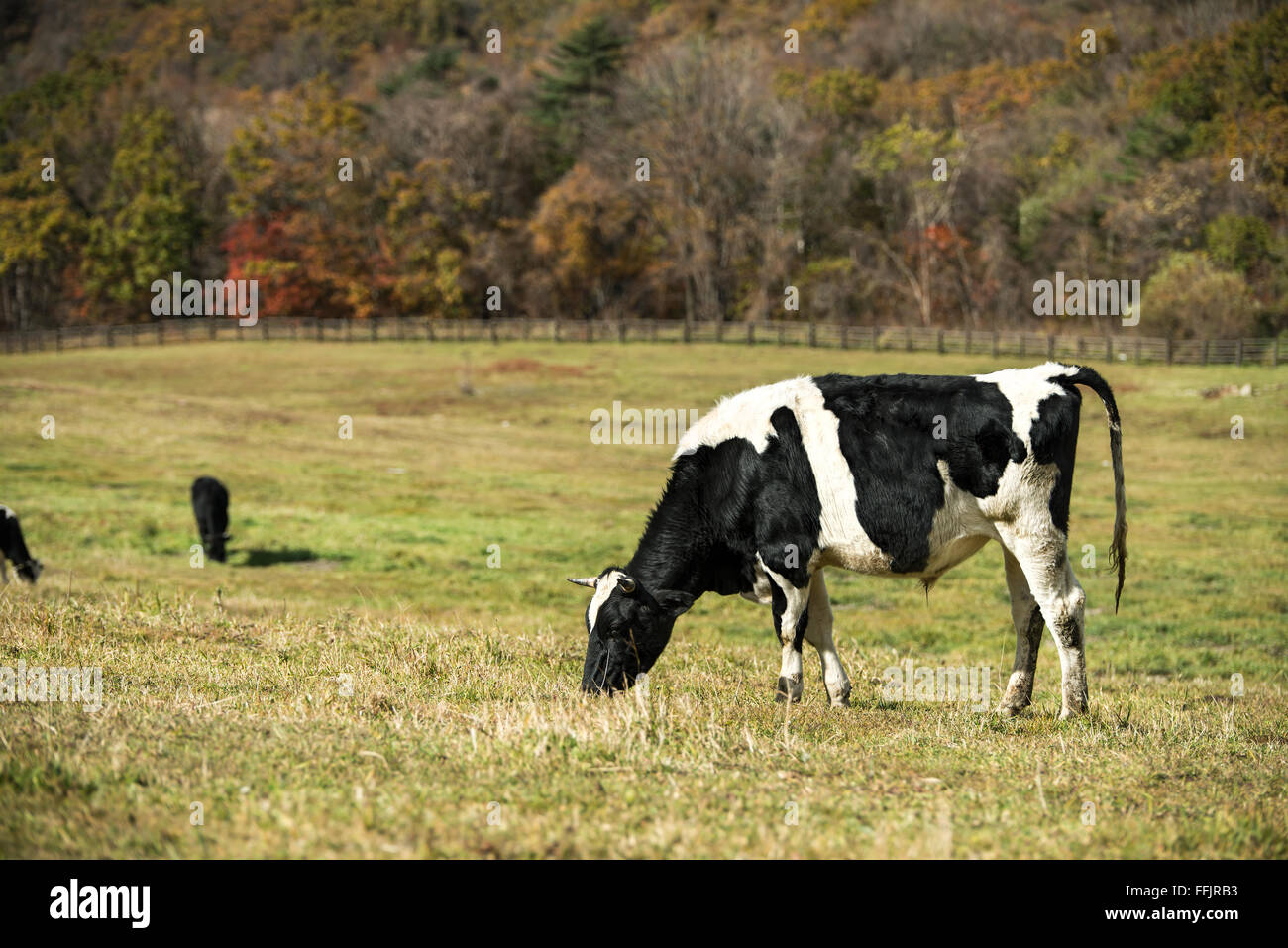 Dairy cows eating a prey in a pasture field Stock Photo