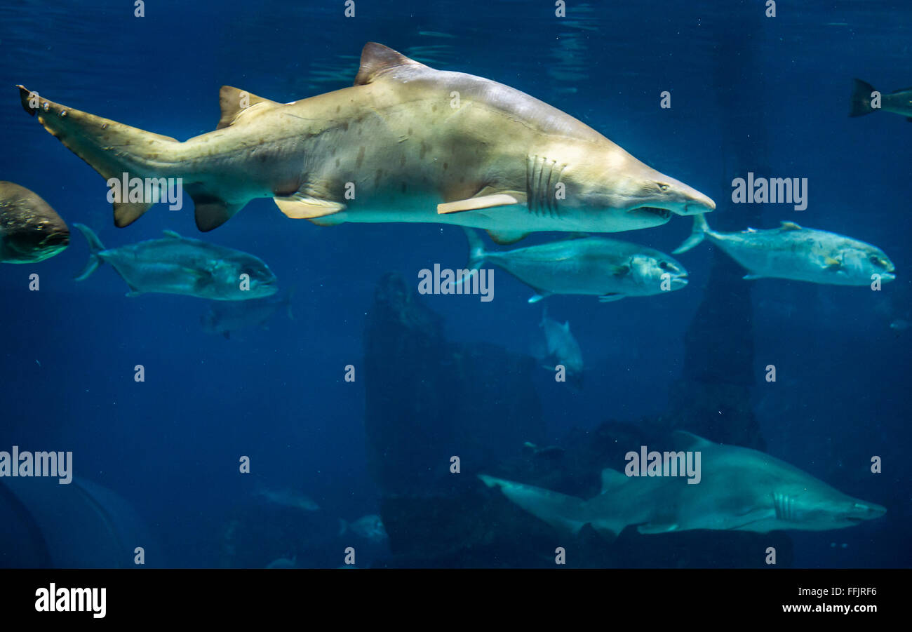 Sand tiger sharks seen from underwater tunnel in Barcelona Aquarium, Port Vell harbor in Barcelona, Spain Stock Photo