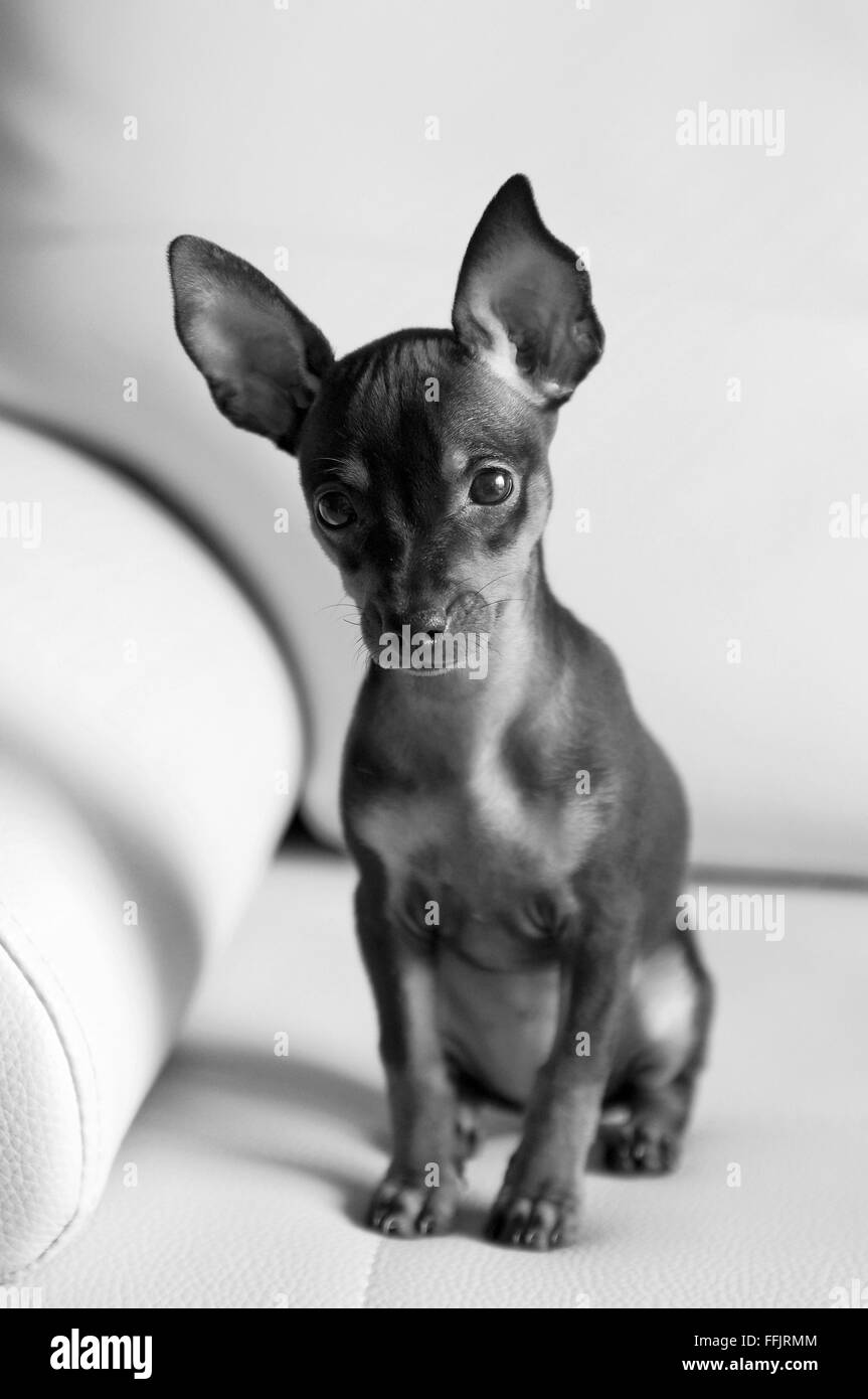 Cute puppy Miniature Pinscher, A black and white photo Stock Photo