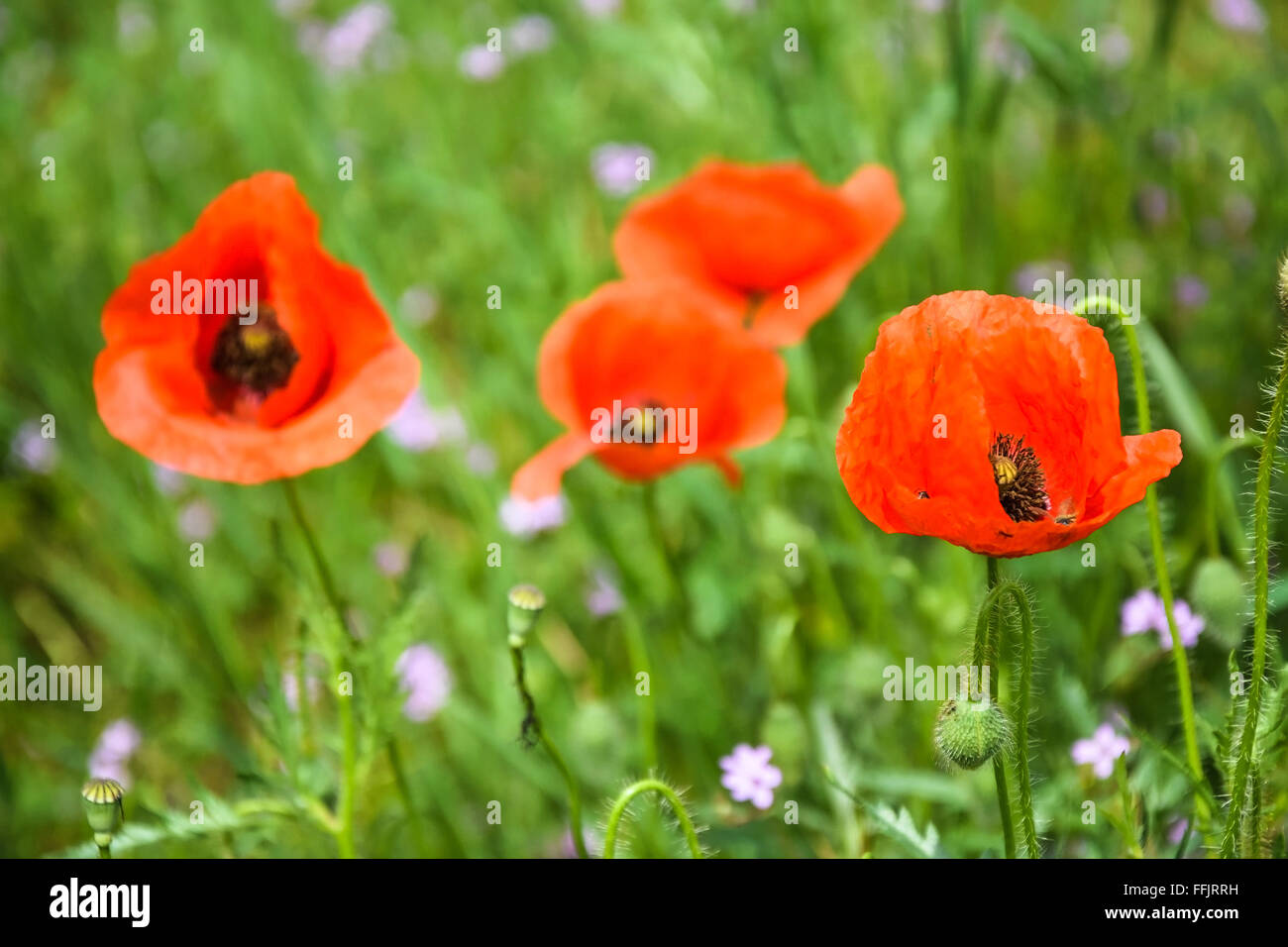 View poppy hi-res stock photography and images - Alamy