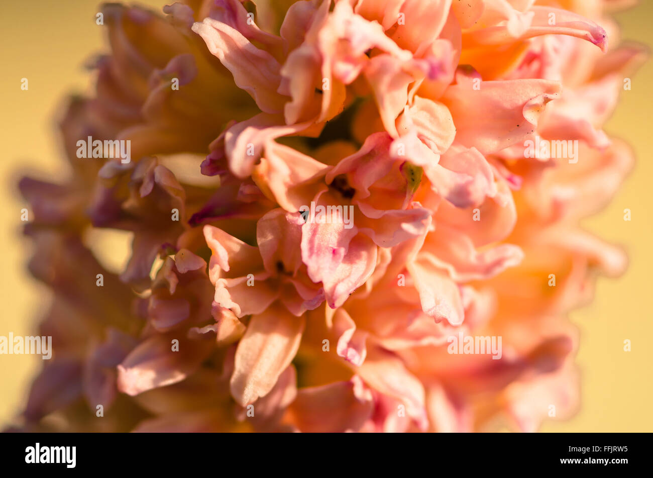 Detail Of Pink Hyacinth Background Stock Photo Alamy