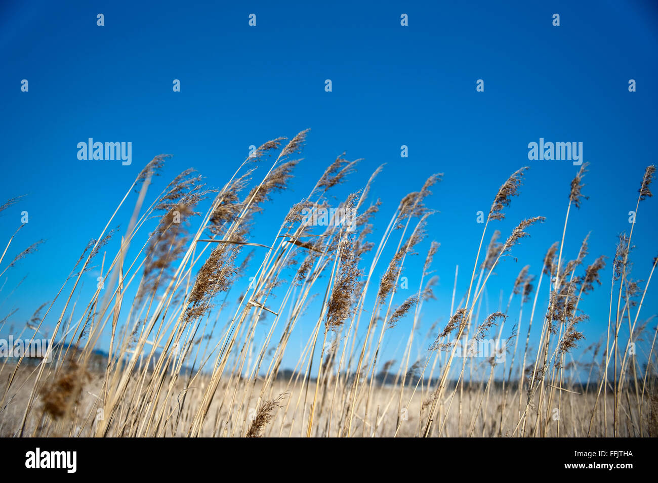 Blue sky and golden reed Stock Photo - Alamy
