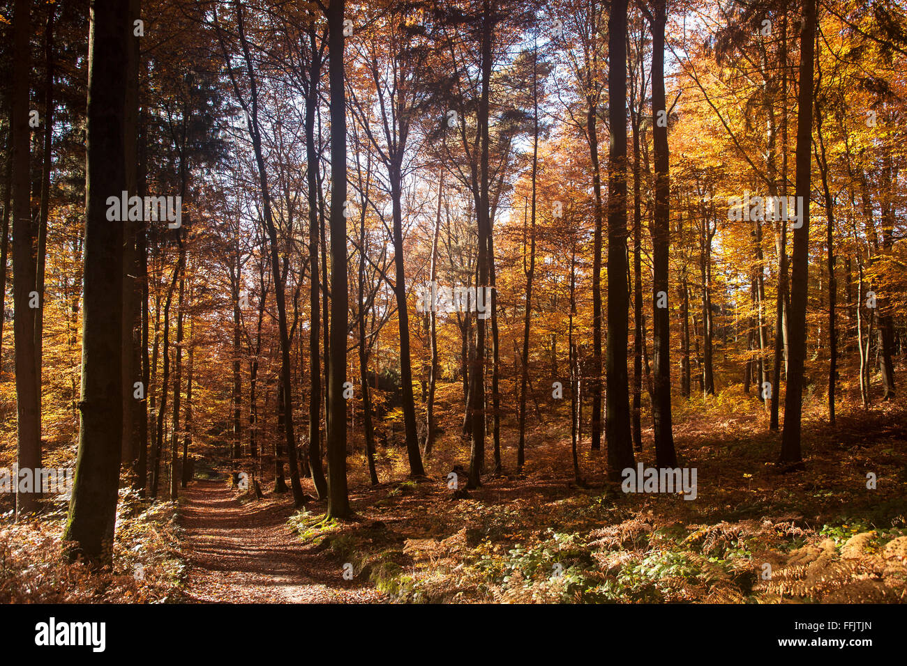 Europa, Deutschland, NordrheinWestfalen, Herbst im Wald am Ruhrhoehenweg im Ardeygebirge bei