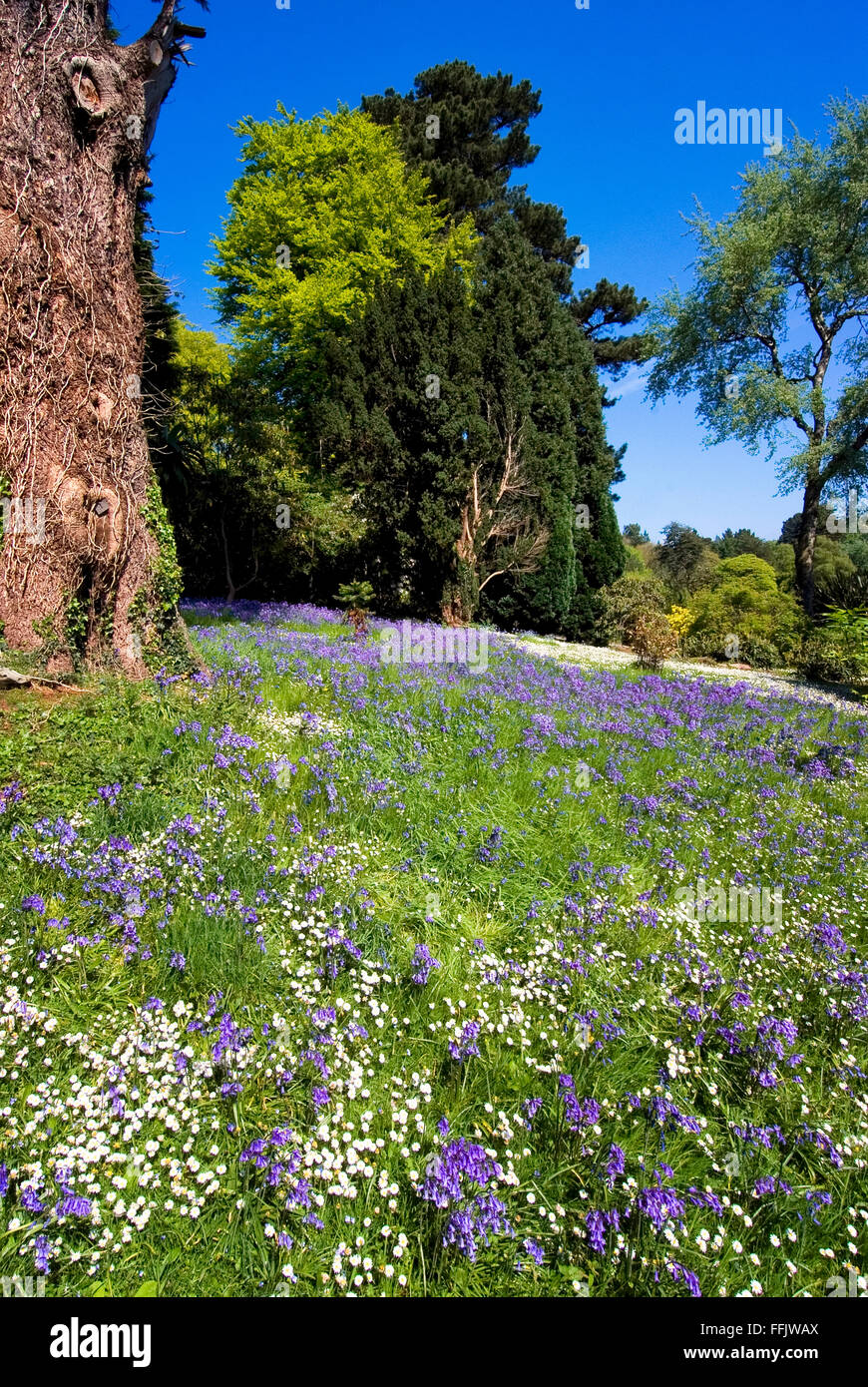 Bluebells and daisies at Mount Stewart, Co. Down, Northern Ireland Stock Photo