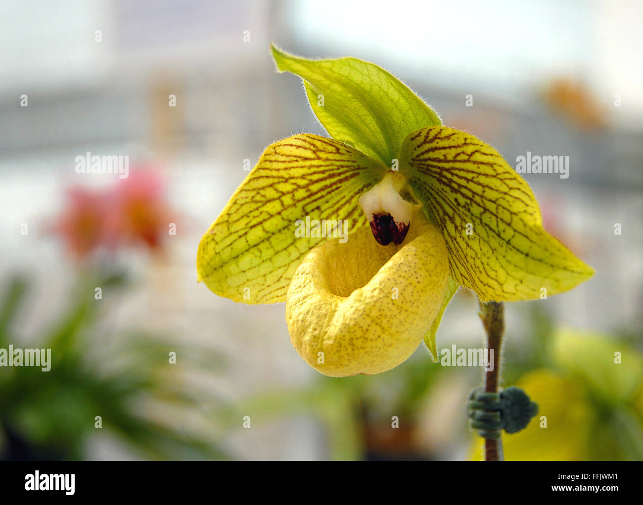 Yellow Lady's Slipper Orchid Stock Photo