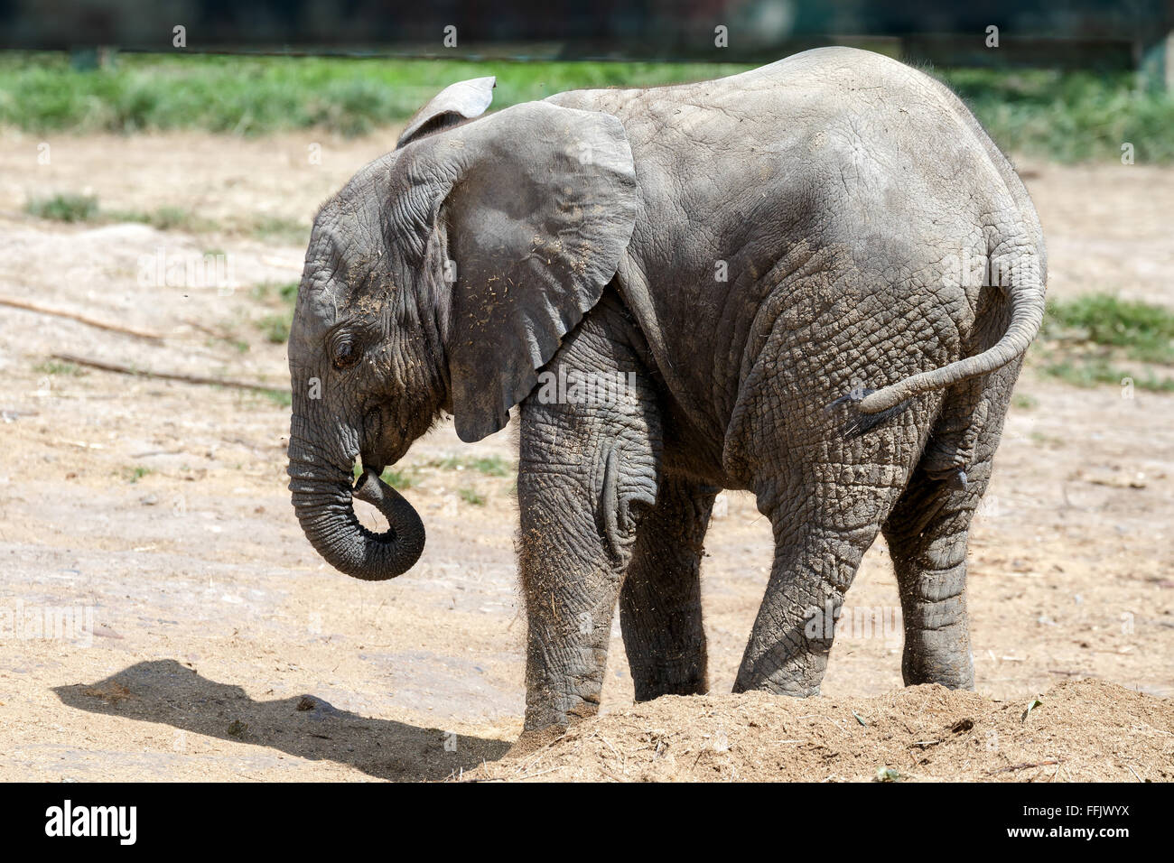 Elephant Basic African Elephant (Loxodonta Stock Photo - Alamy
