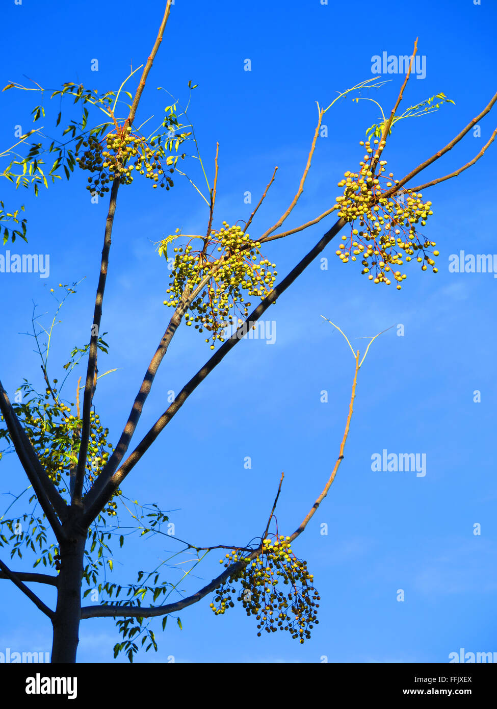 Skinny Tree High Resolution Stock Photography and Images - Alamy