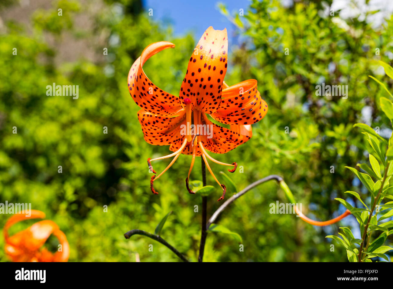Orange Tiger Lily Flower in Hill Top National Trust, South Lakeland District, Cumbria, England, United Kingdom Stock Photo