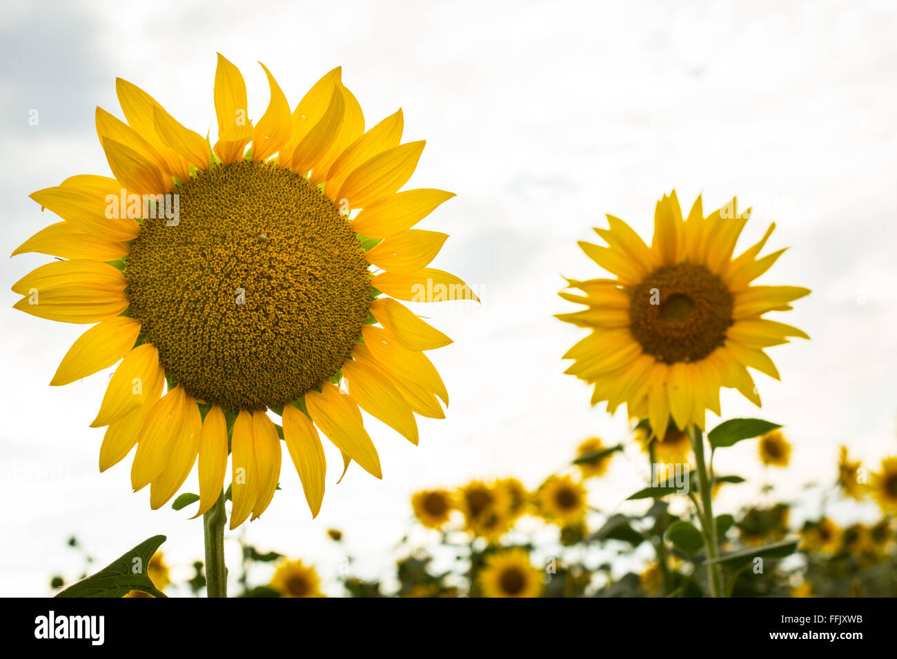 Two sunflowers in field Stock Photo - Alamy