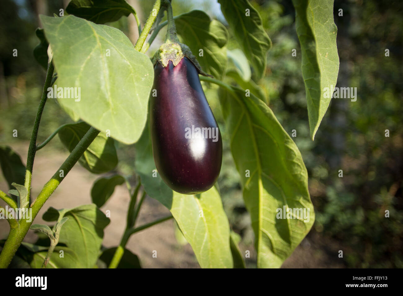 Ночная температура для баклажан в открытом. Какую температуру выдерживает рассада. Парник для баклажанов. Баклажан f1 щелкунчик. Столбур баклажан.