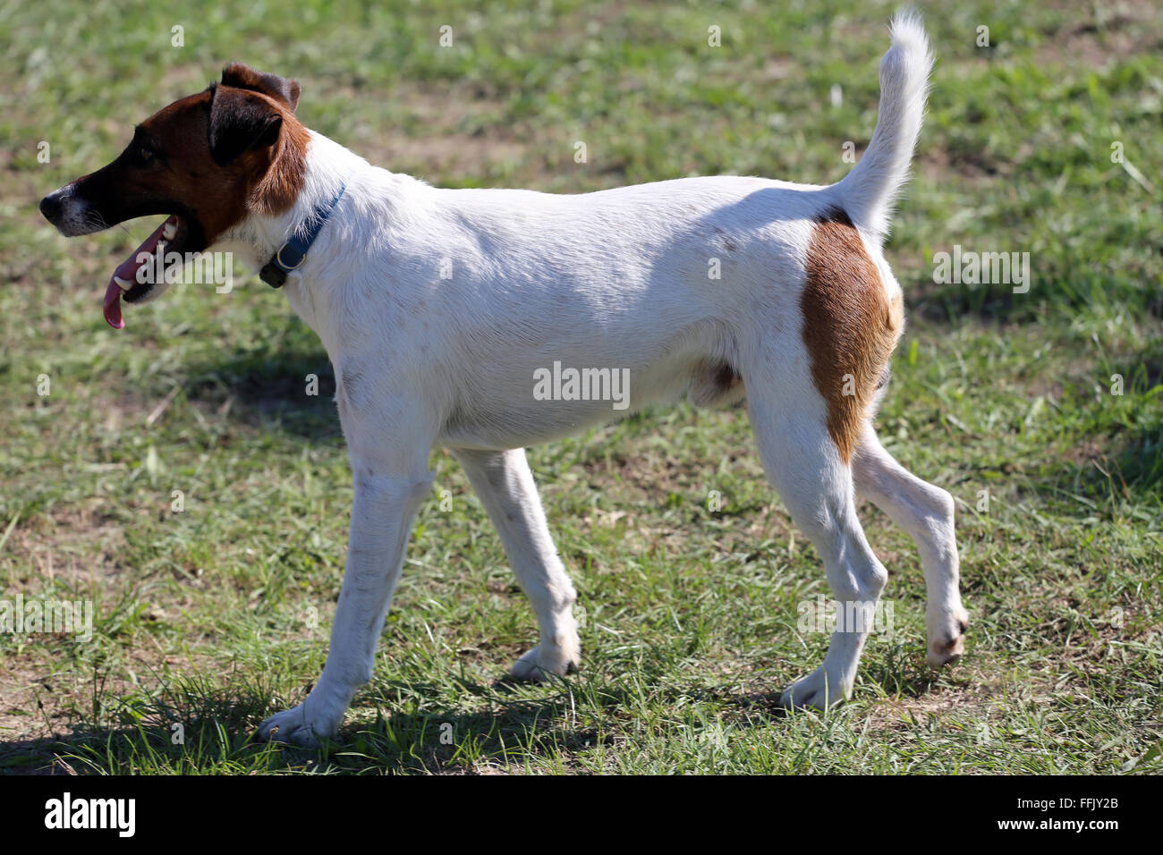 Clever purebred fox terrier standing on a racetrack Stock Photo - Alamy