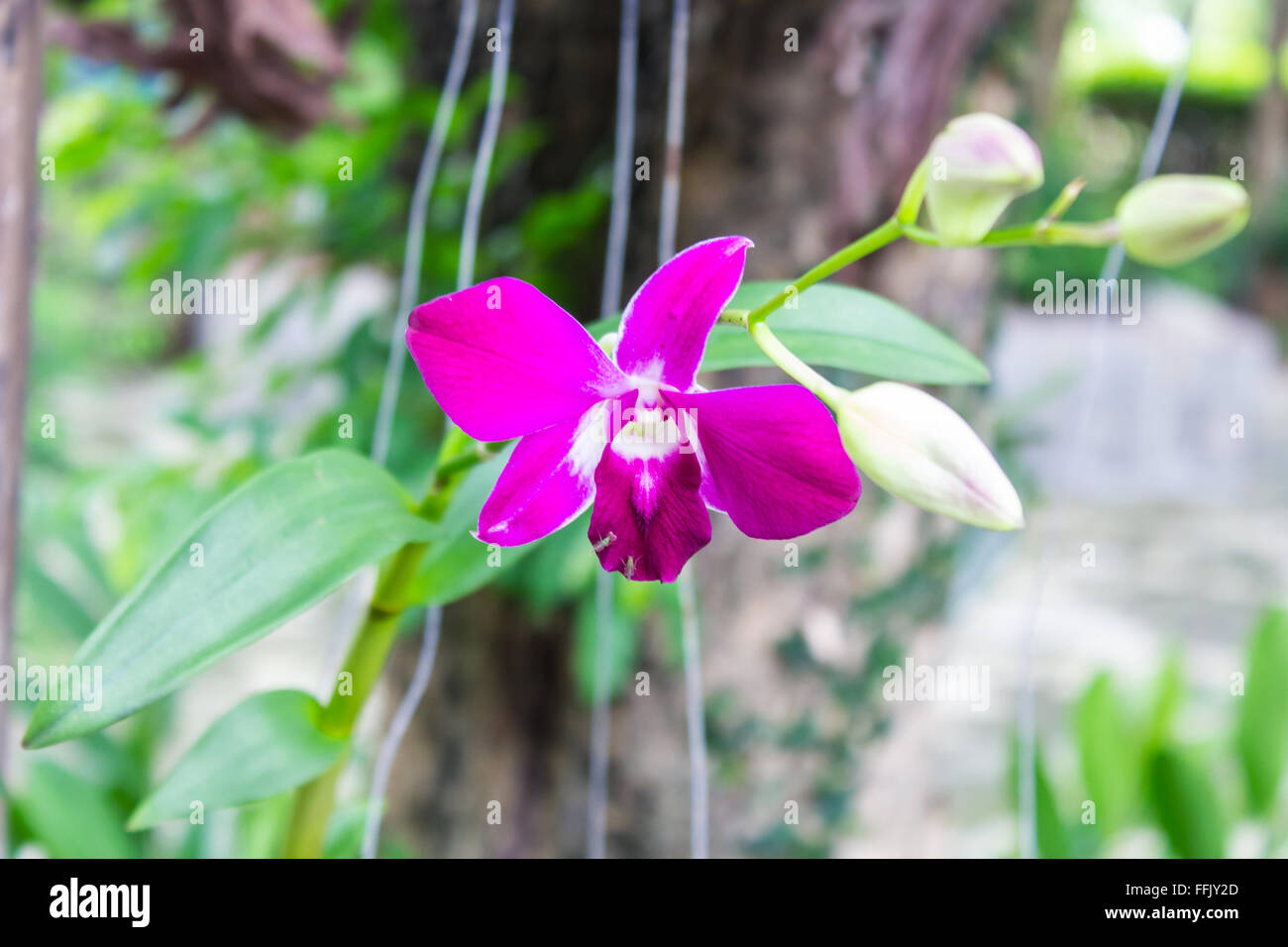 purple orchid Stock Photo