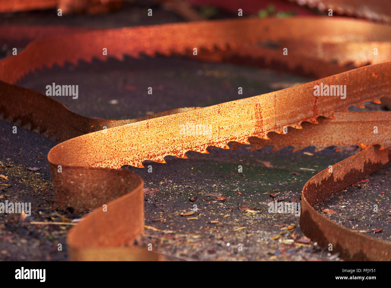 A rusty old saw blade from an industrial band saw. This high speed blade was used for cutting wood. Stock Photo