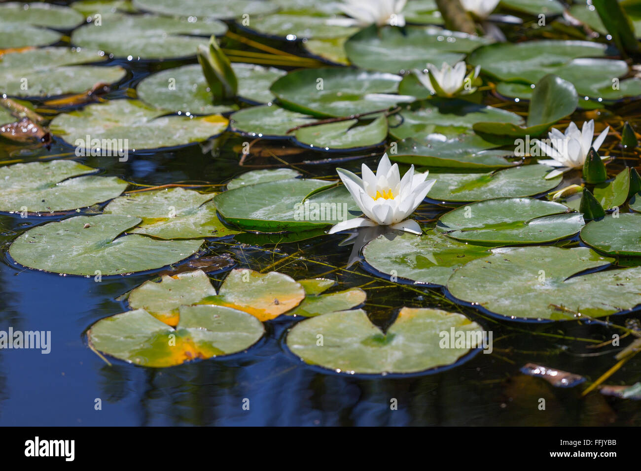 Nymphaeaceae pond water lilies Stock Photo