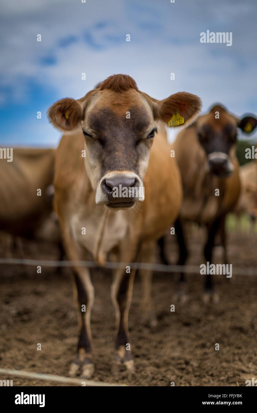 suspicious curious jersey cow with funny haircut Stock Photo