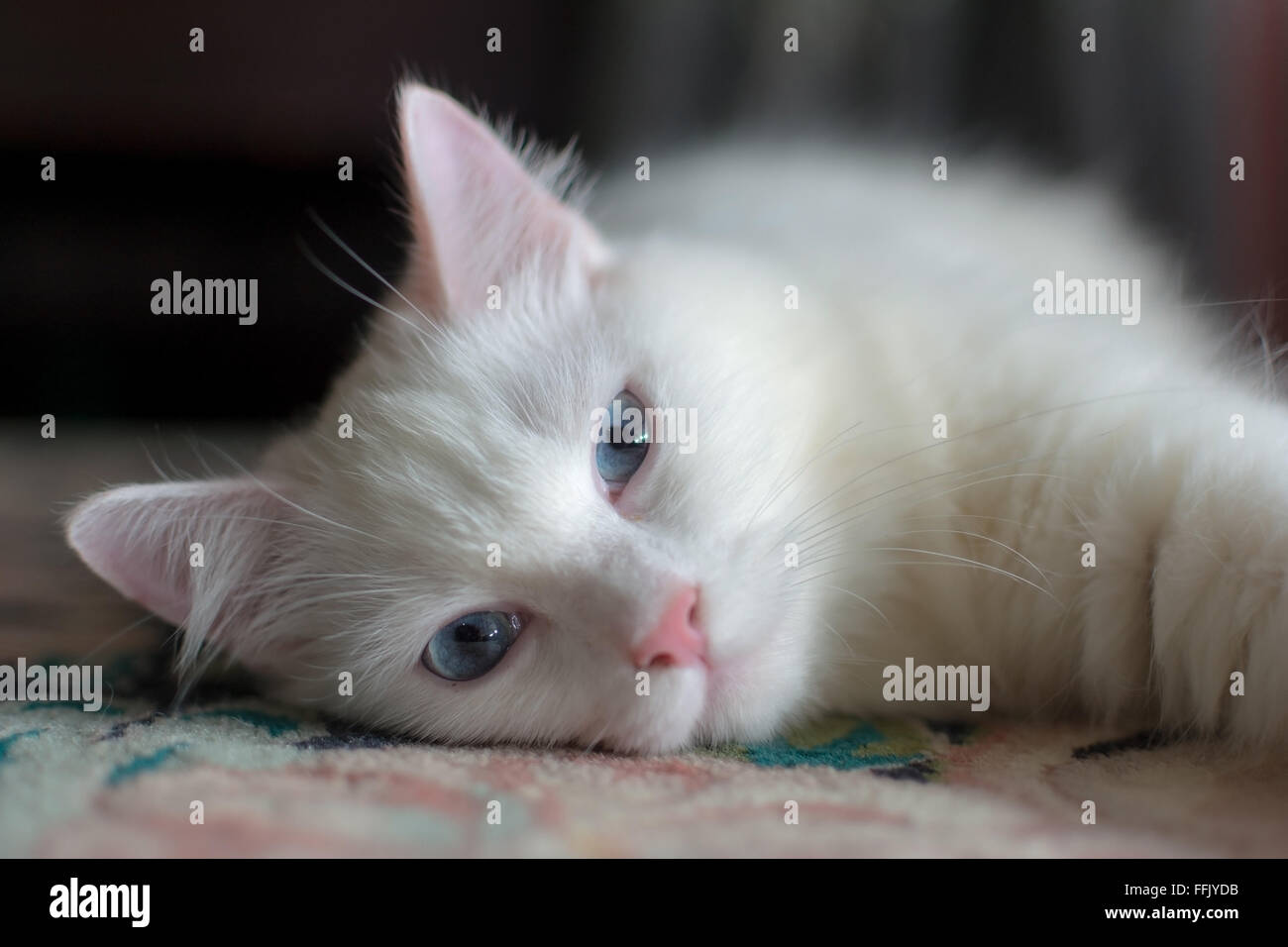 Blue Eyed Turkish Angora Cat. Stock Photo