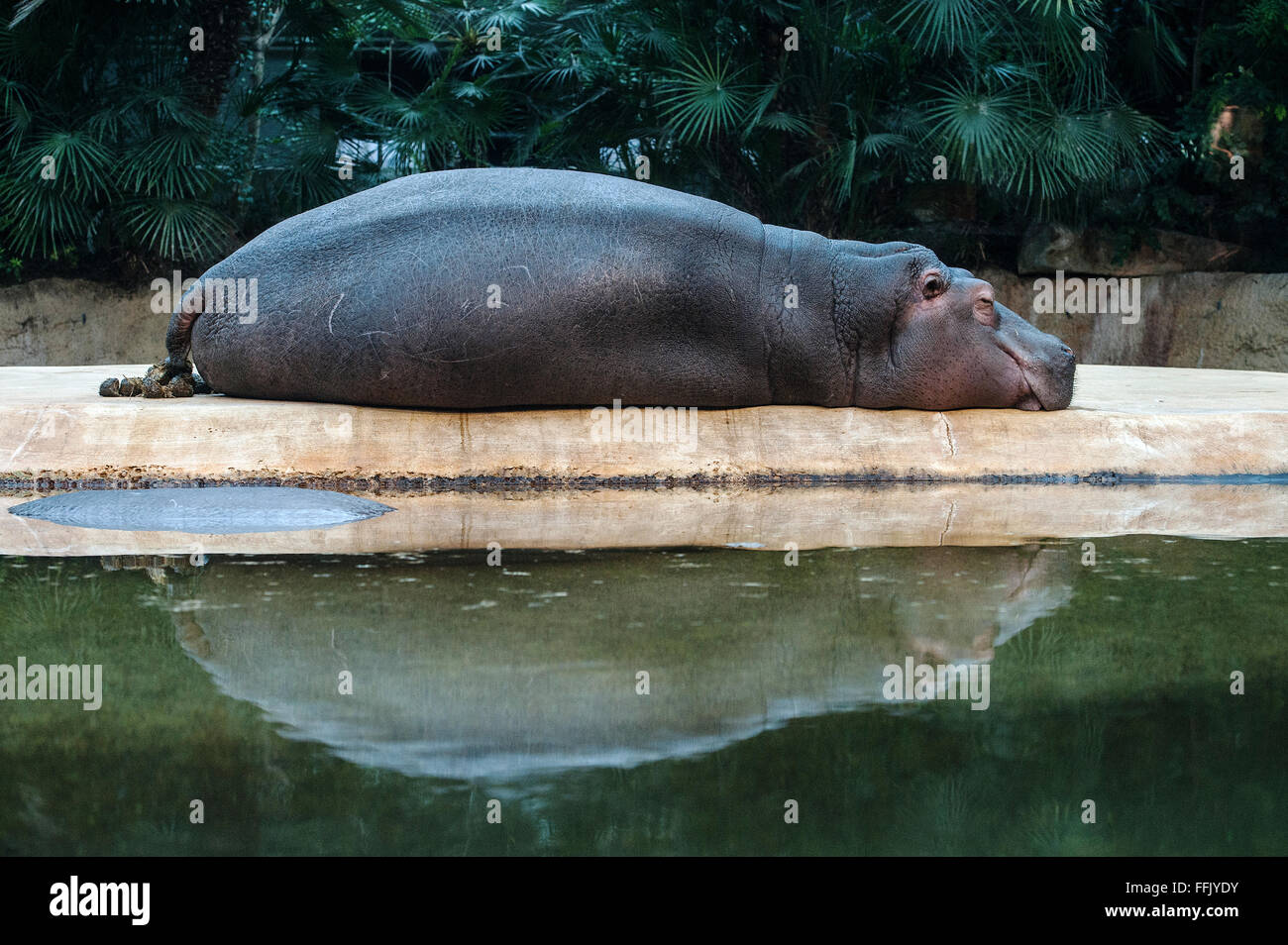 A hippopotamus lies in its compound at the zoo in Berlin, Germany, 15 February 2016. Photo: Paul Zinken/dpa Stock Photo