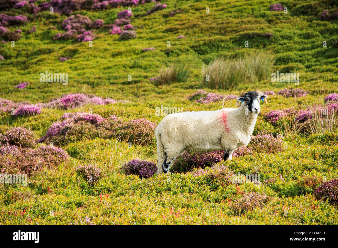 Swaledale ewe sheep in flowering heather land, Trough of Bowland, Lancashire, England, Great Britain, United Kingdom. Stock Photo