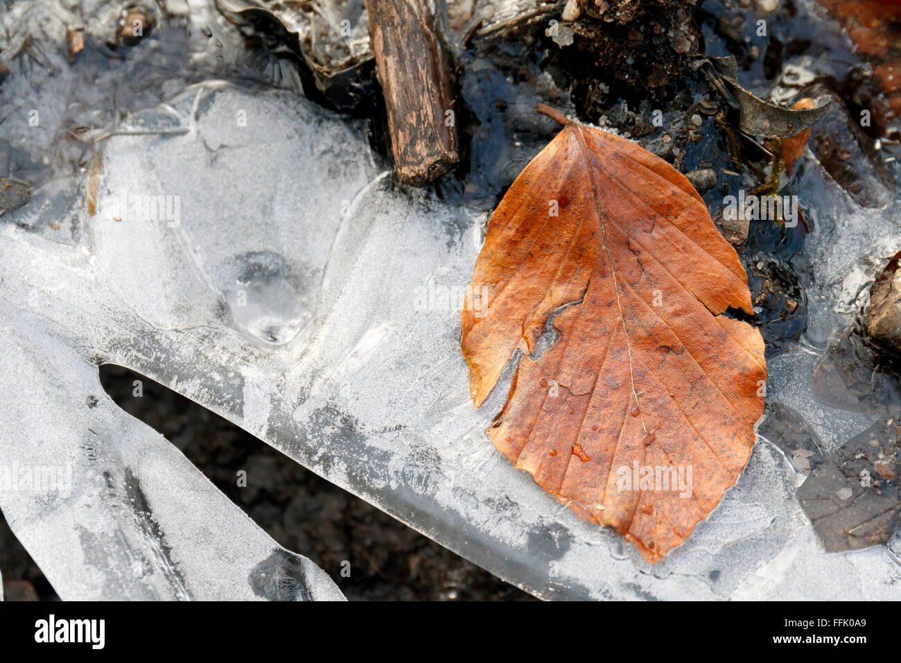 Brown leaf frozen in ice Stock Photo - Alamy