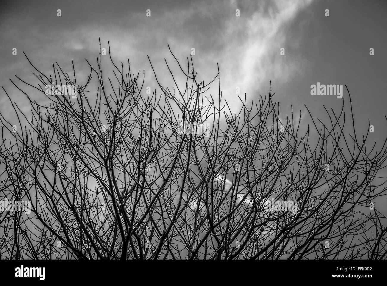 Tree and branches black and white hires stock photography and images