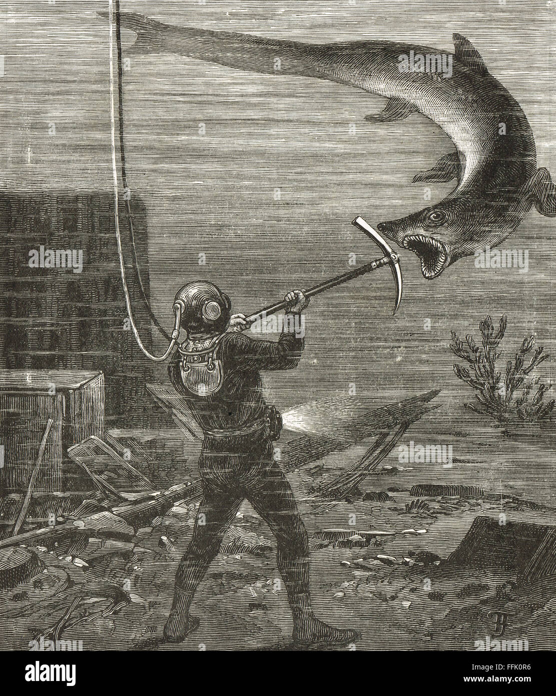 Thresher Shark Attacks On Humans