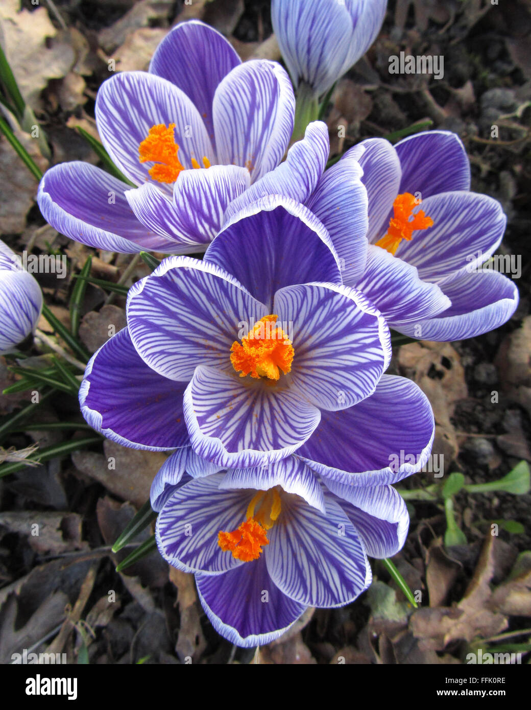 Purple Striped Crocus: The beautiful spring flowering bulb Crocus sativa, in a natural setting. Stock Photo